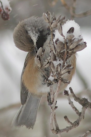 Boreal Chickadee
