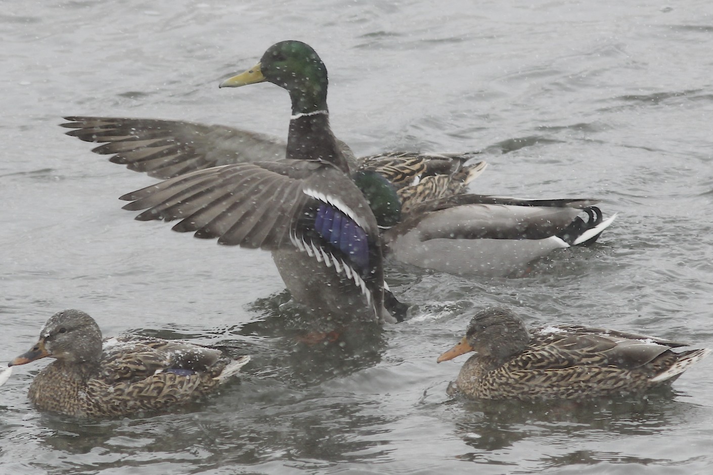 Mallard flapping.jpg