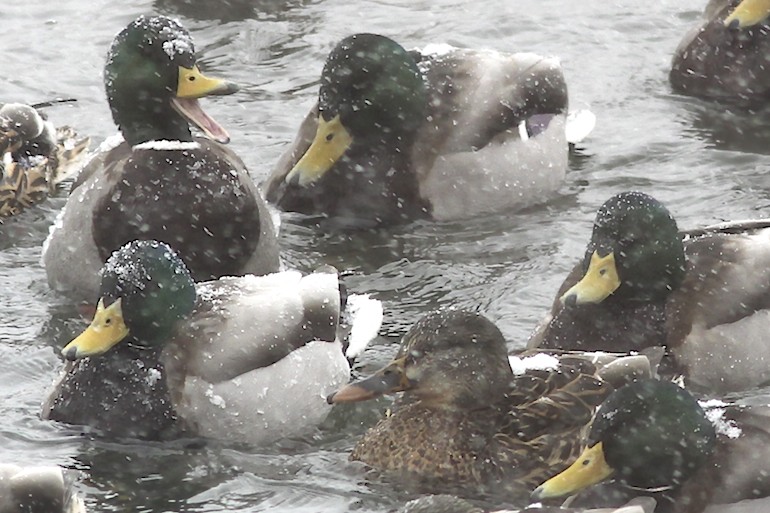 Mallard quacking.jpg