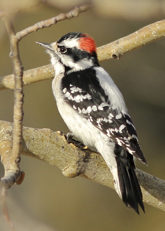 FOLDER: Downy Woodpecker