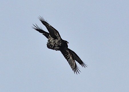 Ravens