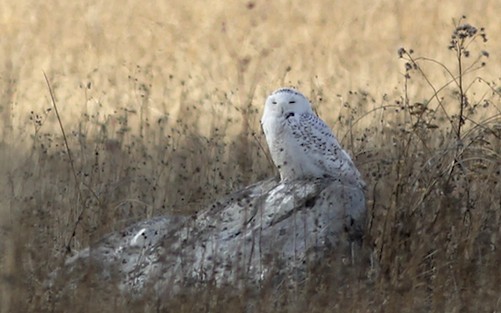 Snowy Owl