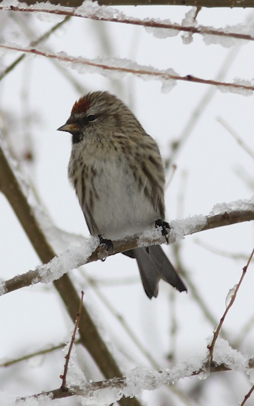 Common Redpoll