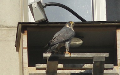 Peregrine Falcon