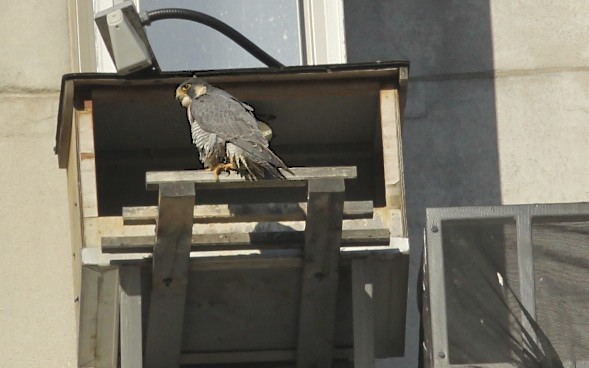 Peregrine Falcon