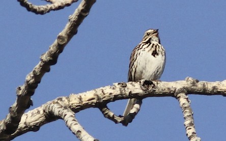 Song Sparrow
