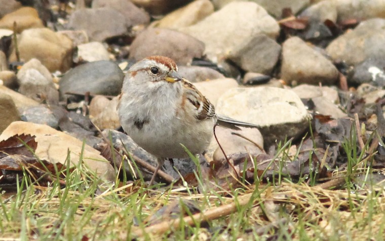 American Tree Sparrow