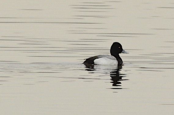 Lesser Scaup (male)