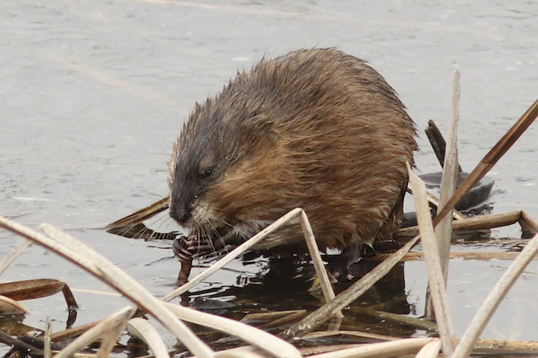Muskrat