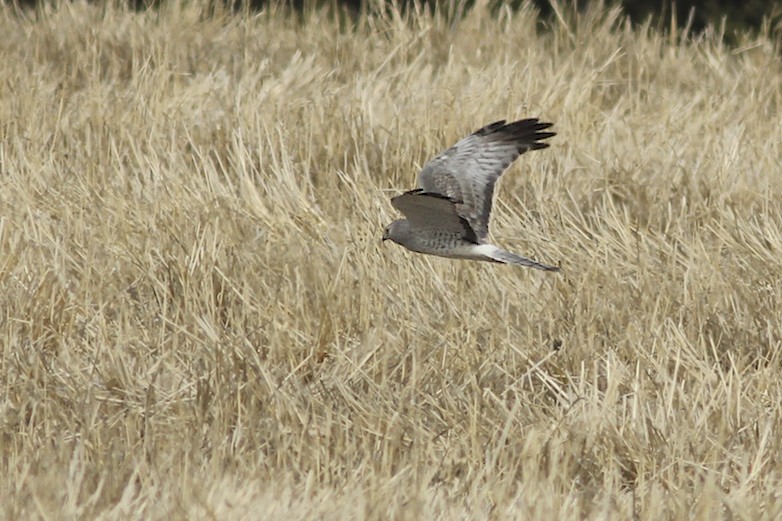 Northern Harrier (male).jpg