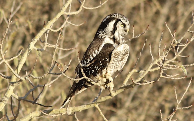 Northern Hawk Owl