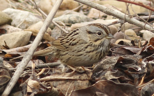 Lincoln's Sparrow