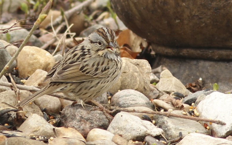 Lincoln's Sparrow