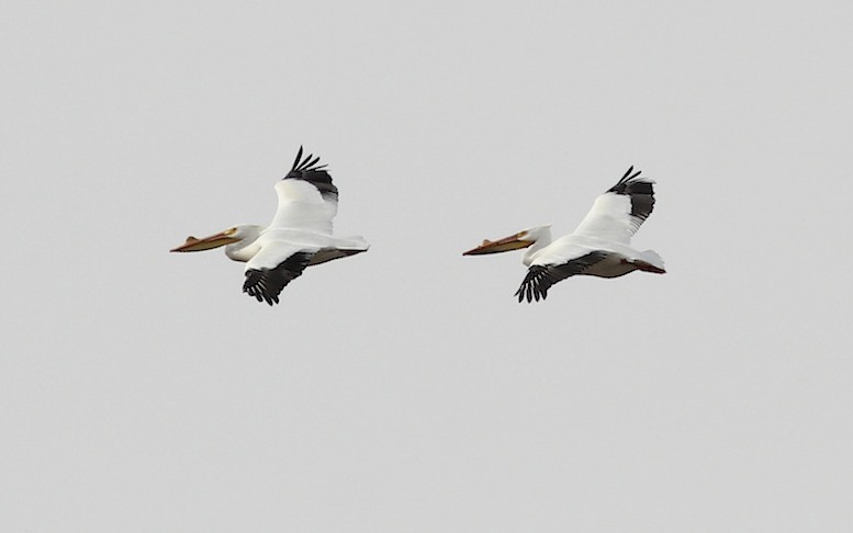 American White Pelican