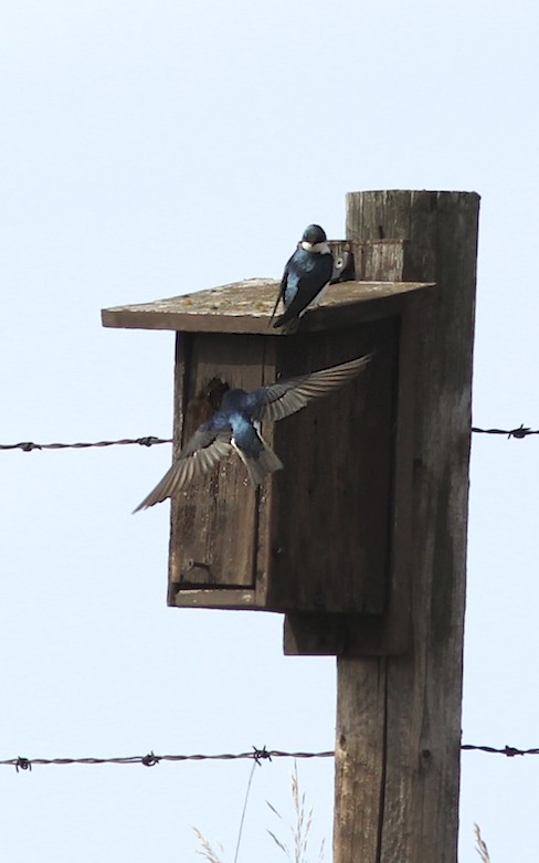 Tree Swallow