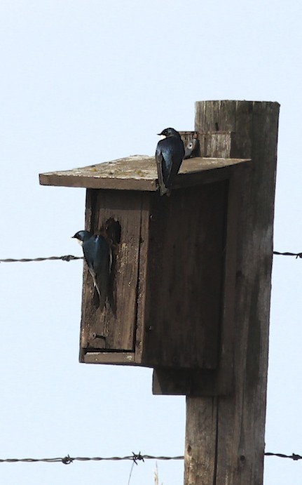 Tree Swallows