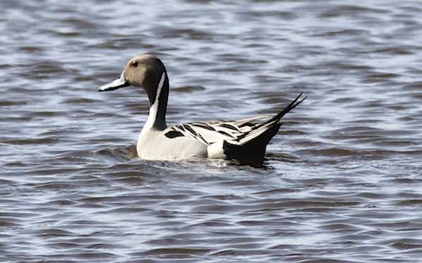 Northern Pintail