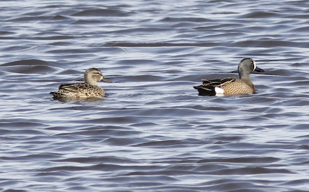 Blue_winged_teal.