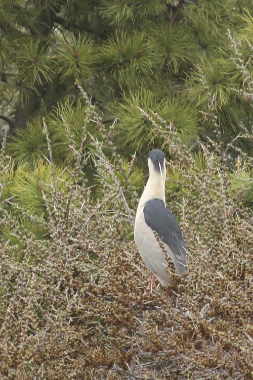 Black-crowned Night-Heron