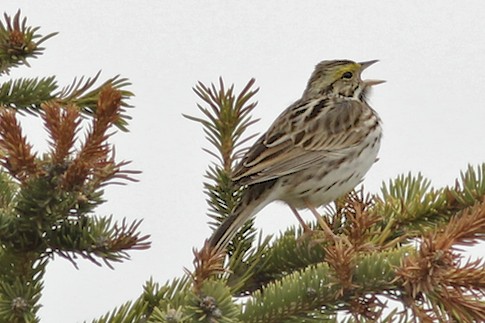 Savannah Sparrow