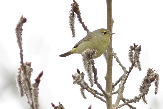 Orange-crowned Warbler