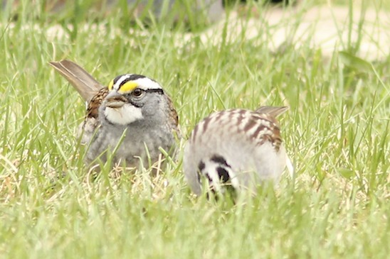 White-throated Sparrow