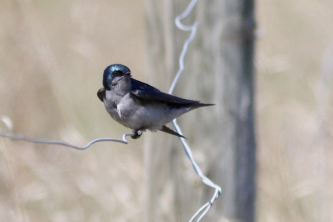 Tree Swallow (juvenile)