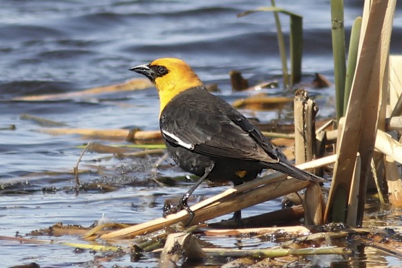 Yellow-headed Blackbird