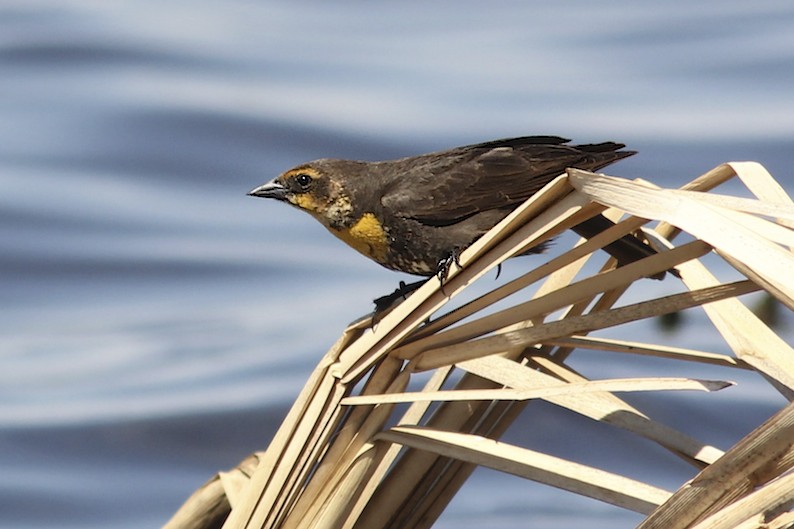 Yellow-headed Blackbird (female)