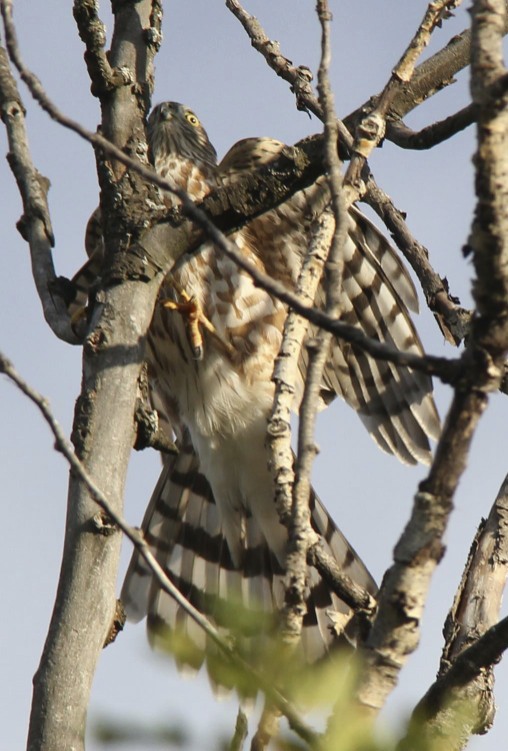 Sharp-shinned Hawk