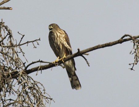 Sharp-shinned Hawk.jpg