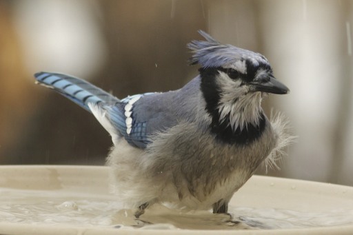 Blue Jay