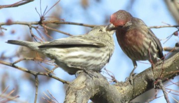 House Finch (male and female)