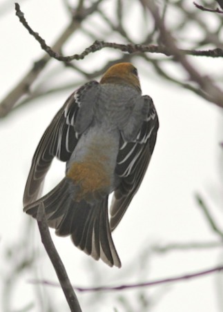 Pine Grosbeak (russet variant)