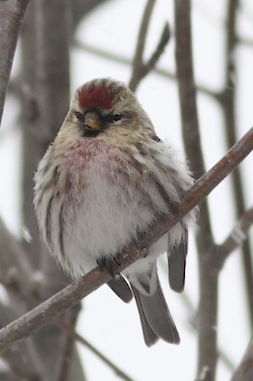 Common Redpoll