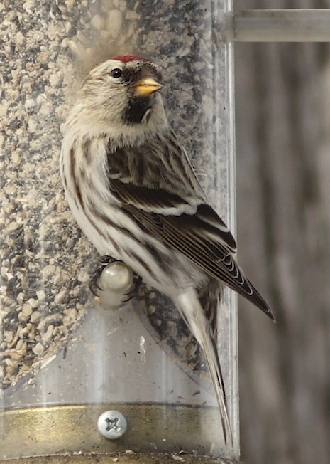 Common Redpoll