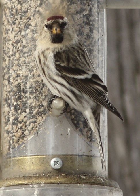 Common Redpoll