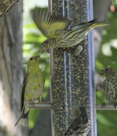 Pine Siskin and American Goldfinch