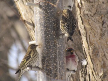 Pine Siskins and Red Poll