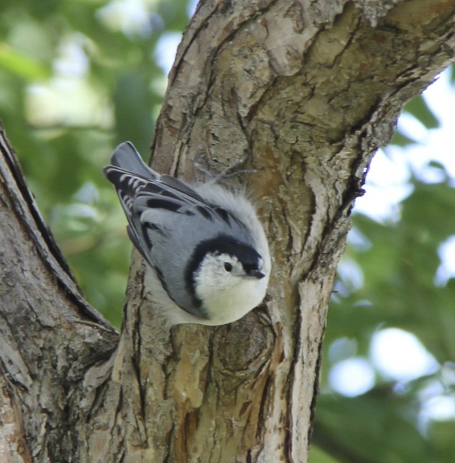 White-breasted Nuthatch