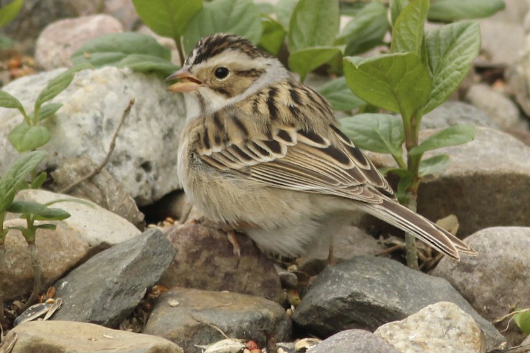 Clay-coloured Sparrow