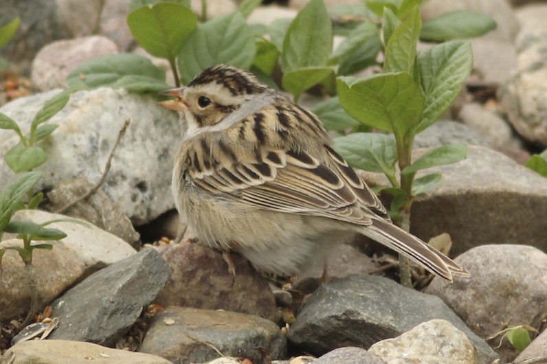 Clay-coloured Sparrow