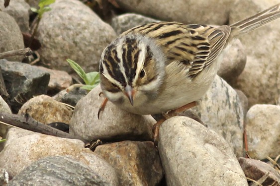 Clay-coloured Sparrow