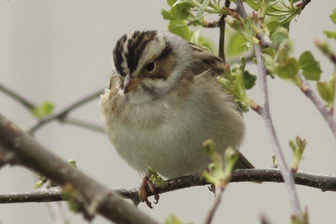 Clay-coloured Sparrow