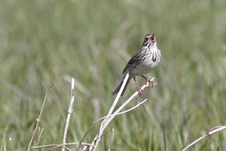 Savannah Sparrow