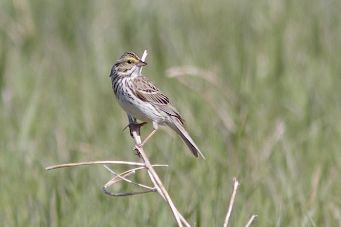 Savannah Sparrow