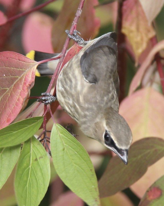 Cedar Waxwing (juvenile)