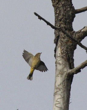 Palm Warbler