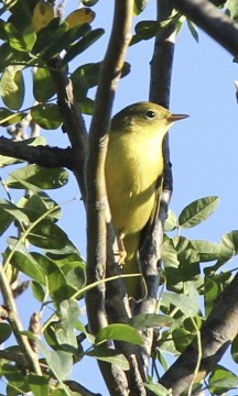 Yellow Warbler 