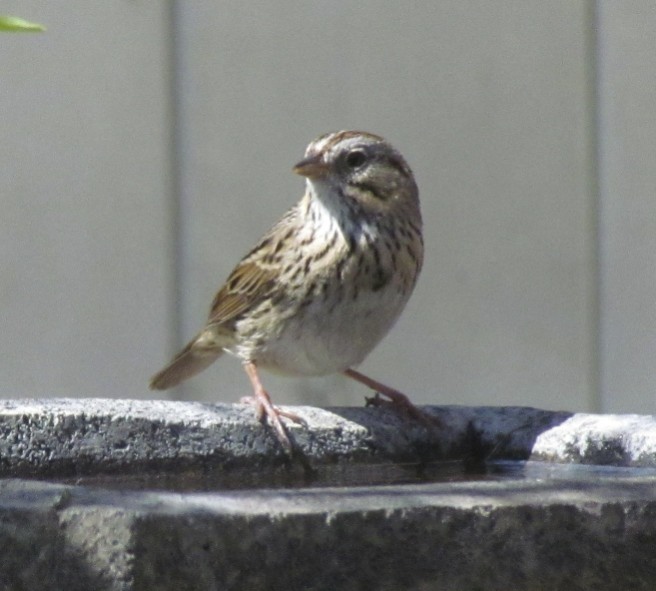 Lincoln's Sparrow? (juvenile)